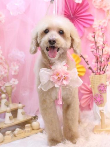 20250315アロマくん